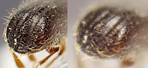 Taphrorychus bicolor